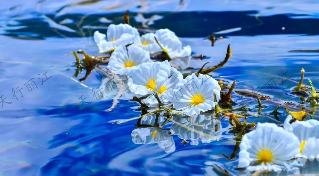 這個(gè)夏天一定要來麗江，看一次“水性楊花”