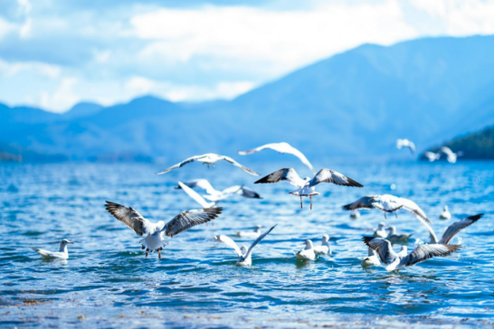 云南旅游,云南旅行社,云南團(tuán)建公司,云南策劃公司,云南會議會展,麗江旅游,麗江旅行社,麗江團(tuán)建公司,麗江策劃公司,麗江會議會展：瀘沽湖畔迎來了一群“白色精靈”！